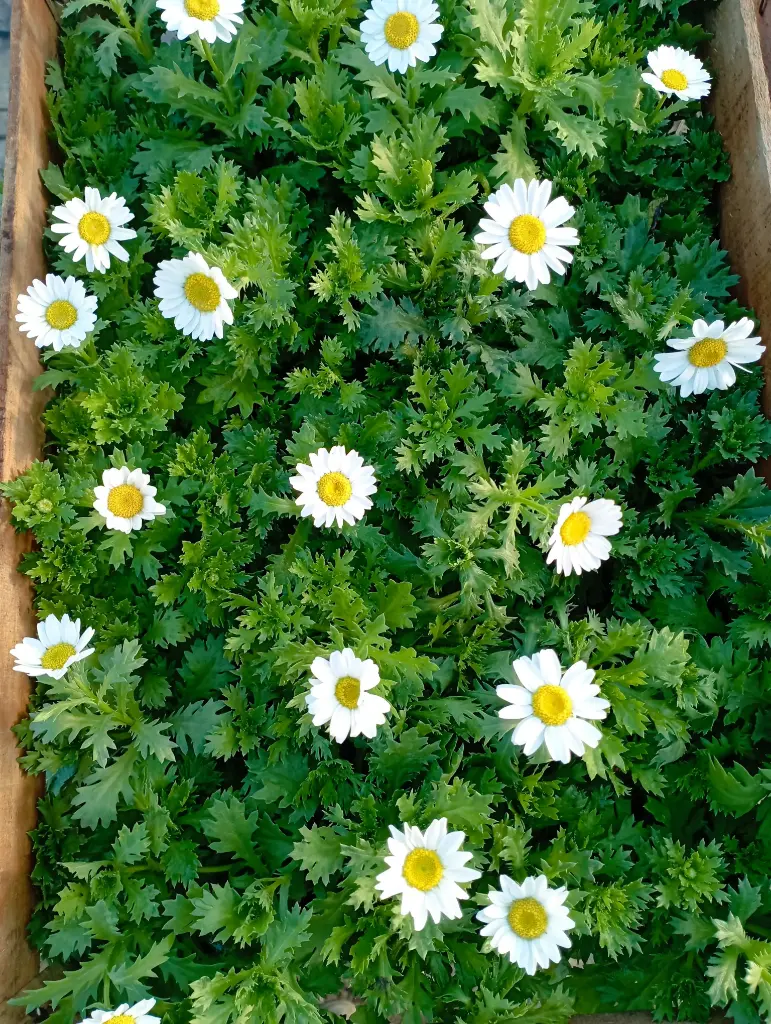 Leucanthemum paludosum "Crisansum" plantín