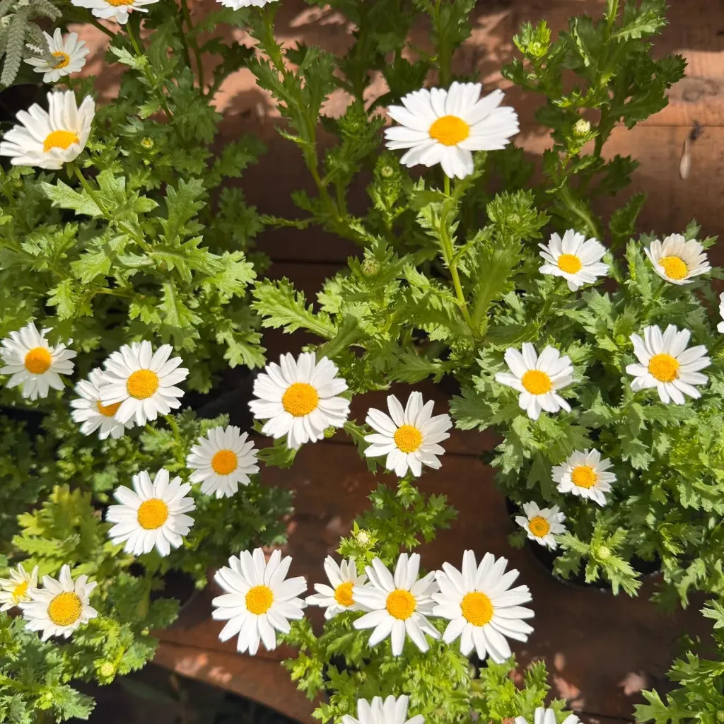 Leucanthemum paludosum "Crisansum" plantín