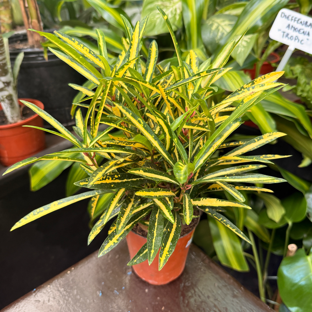 Codiaeum variegatum "Crotón Fideo"