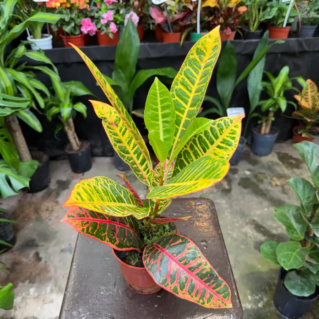 Codiaeum variegatum 'petra' "Crotón Petra" chico