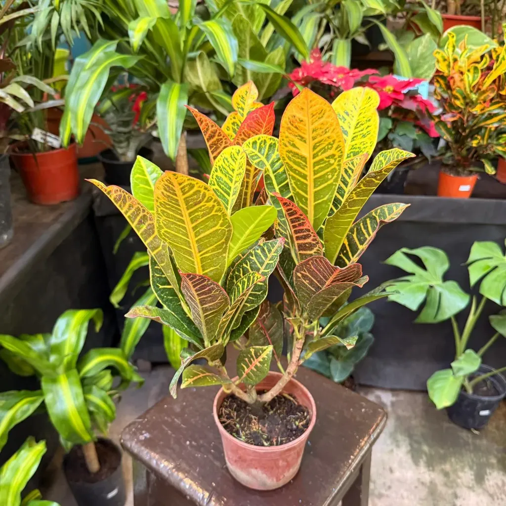 Codiaeum variegatum 'petra' "Crotón Petra" mediano