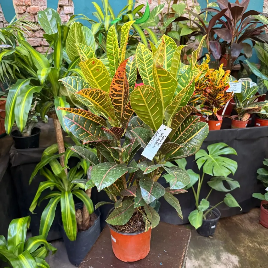 Codiaeum variegatum 'petra' "Crotón Petra" grande