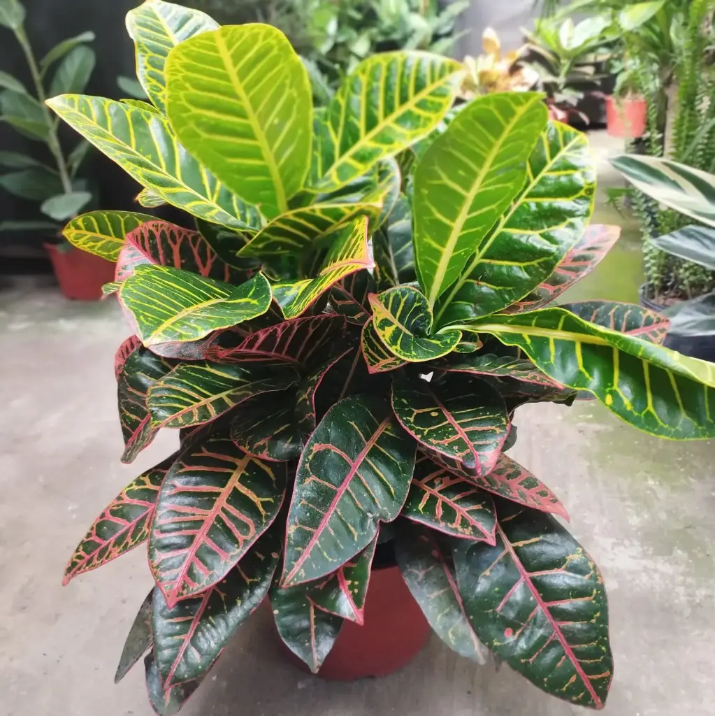 Codiaeum variegatum 'petra' "Crotón Petra" grande