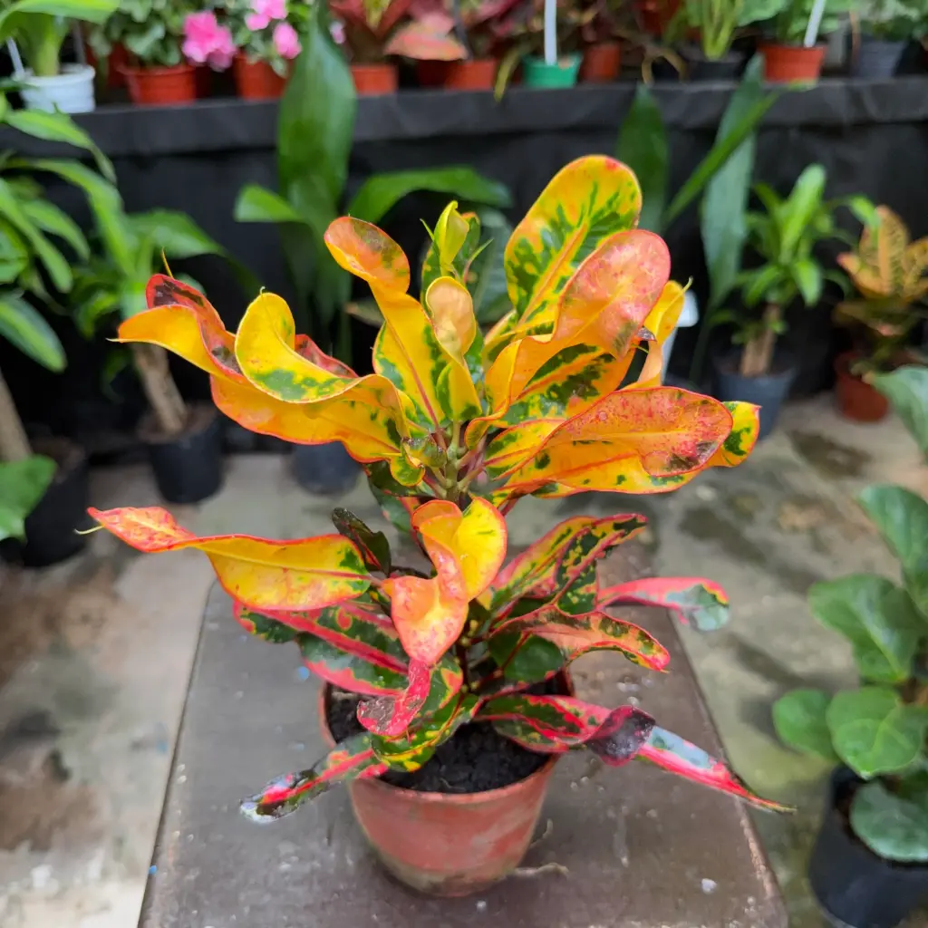 Codiaeum variegatum "Crotón Tirabuzón"