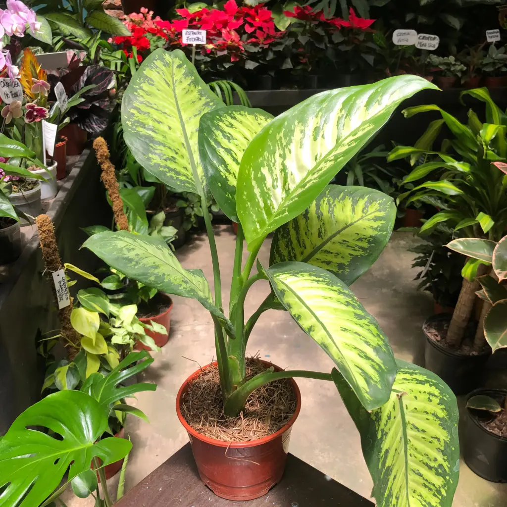 Dieffenbachia Amoena "Tropic" Mac 15