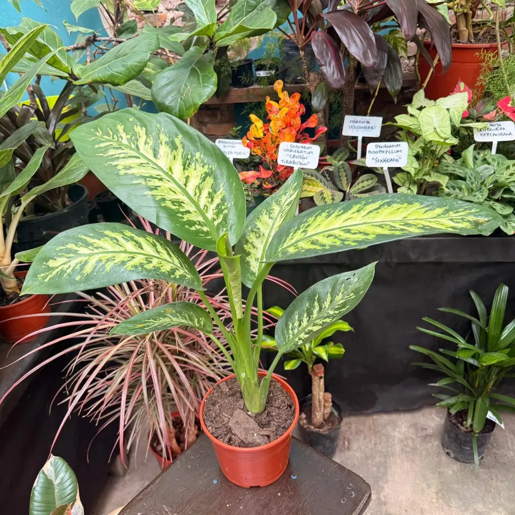 Dieffenbachia Amoena "Tropic" Maceta N°15