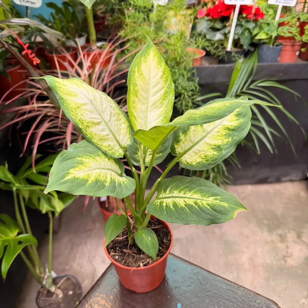 Dieffenbachia Mariana Maceta N°12