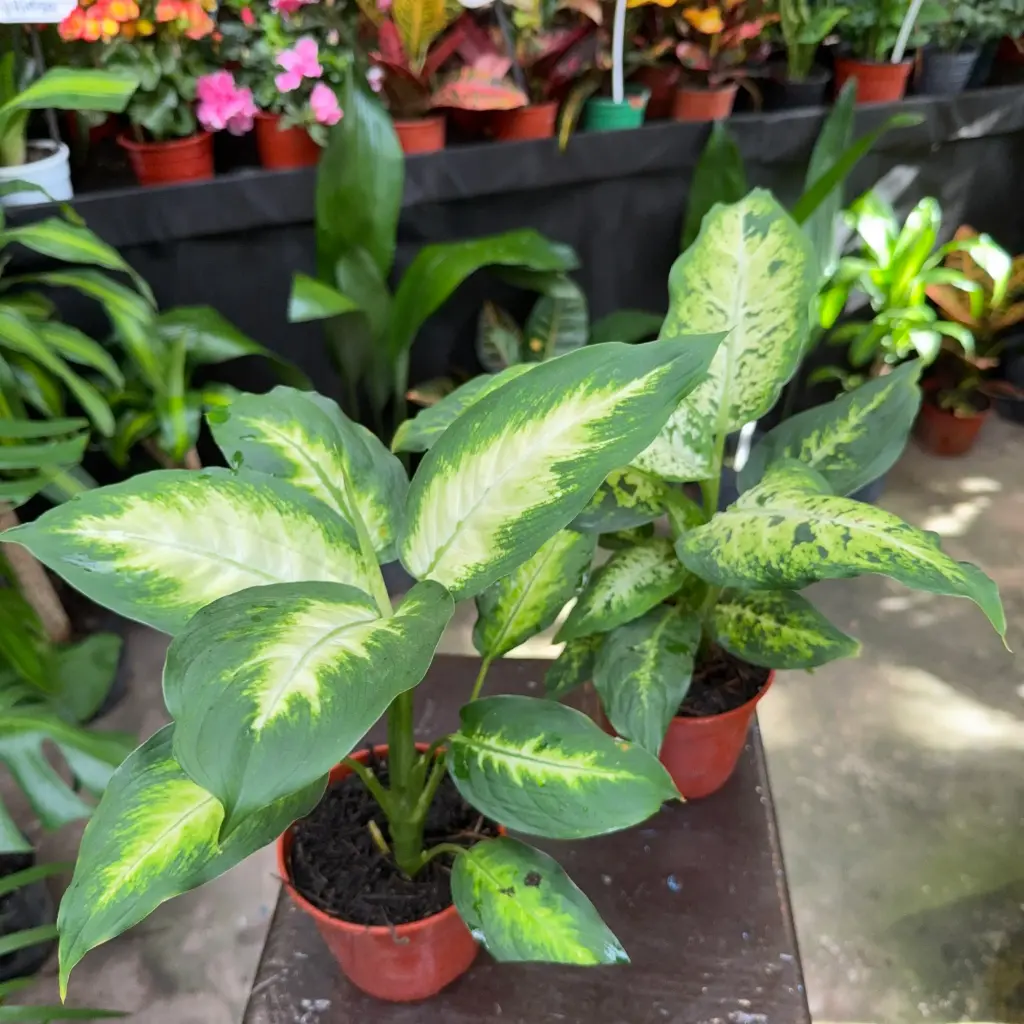 Dieffenbachia Mariana plantín