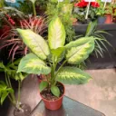 Dieffenbachia Mariana Maceta N°12