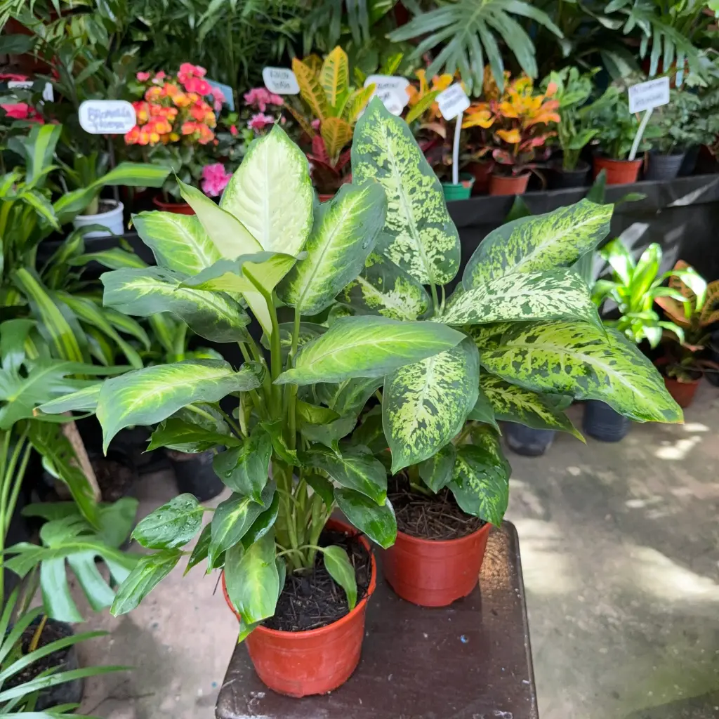 Dieffenbachia Mariana Maceta N°15