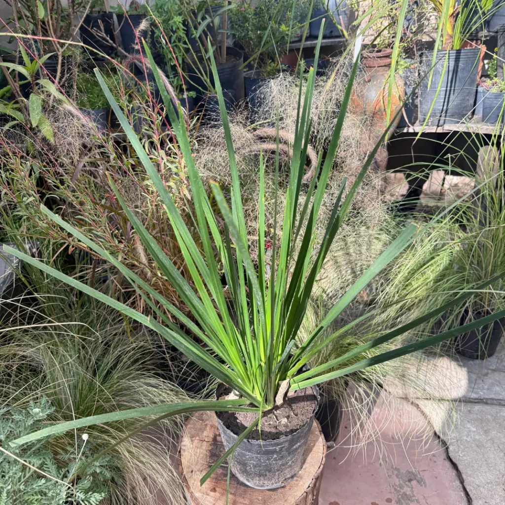 Dietes Vegeta