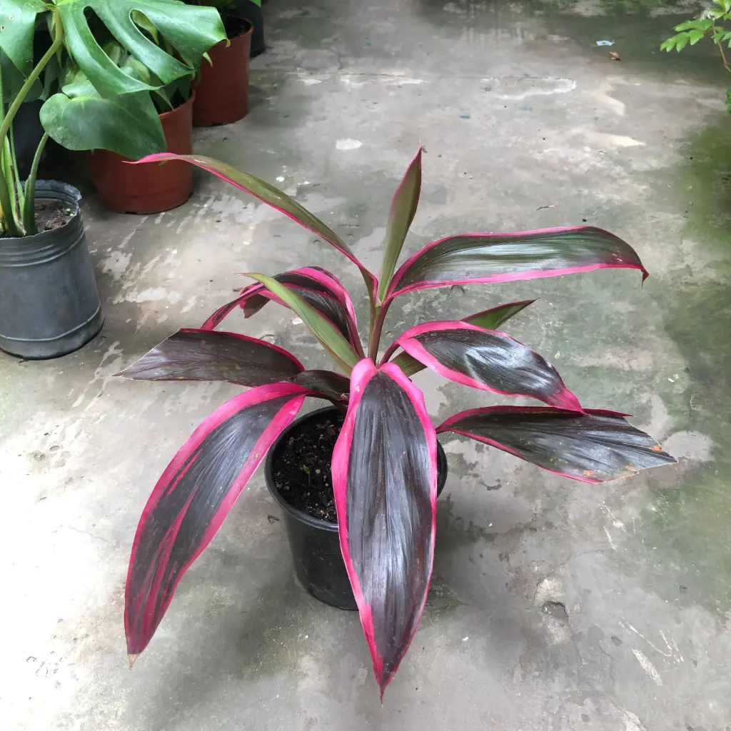 Dracaena cordyline rubra borde Fucsia Maceta 14