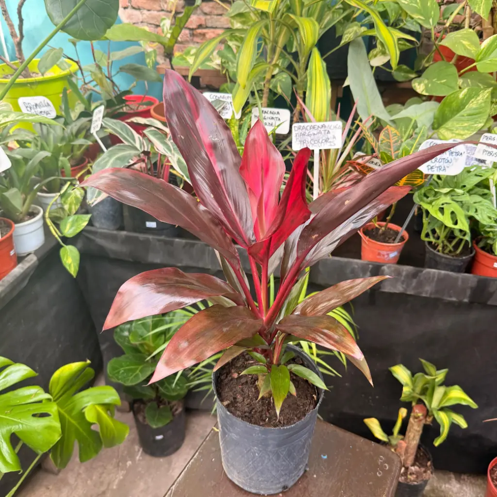 Dracaena cordyline fruticosa mediano