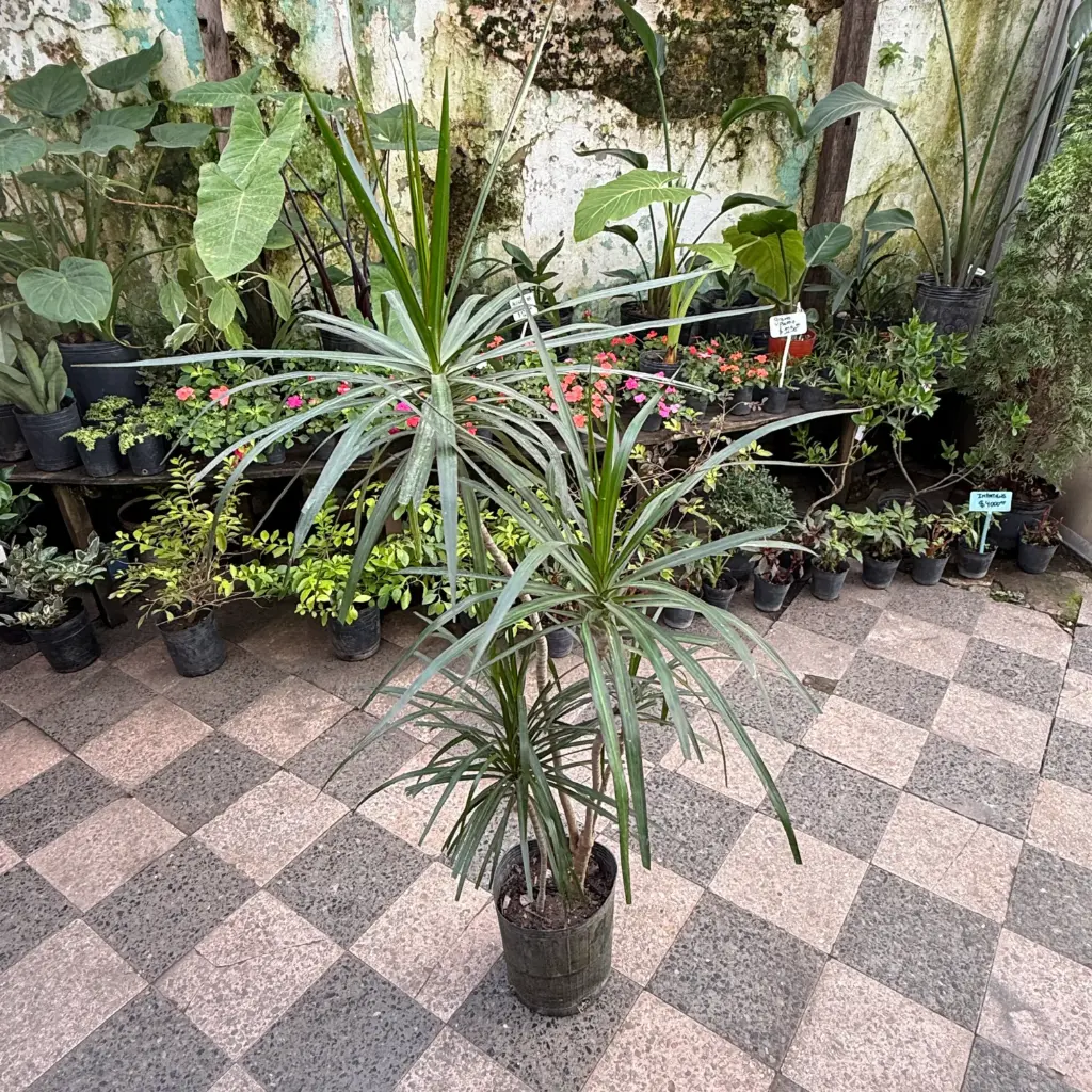 Dracaena Marginata verde Maceta 7 litros