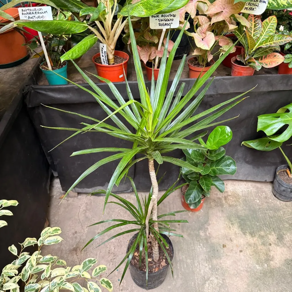 Dracaena reflexa var. angustifolia "Dracaena marginata verde" grande