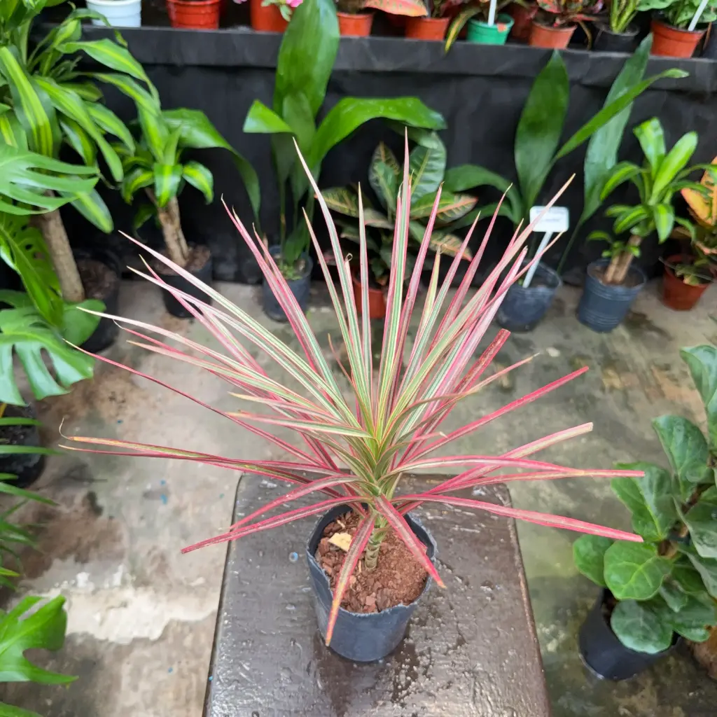 Dracaena reflexa var. angustifolia "Dracaena marginata tricolor"
