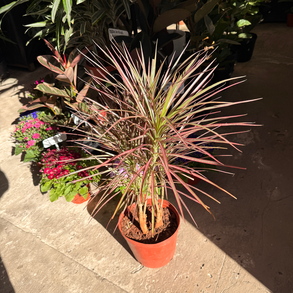 Dracaena reflexa var. angustifolia "Dracaena marginata tricolor" grande