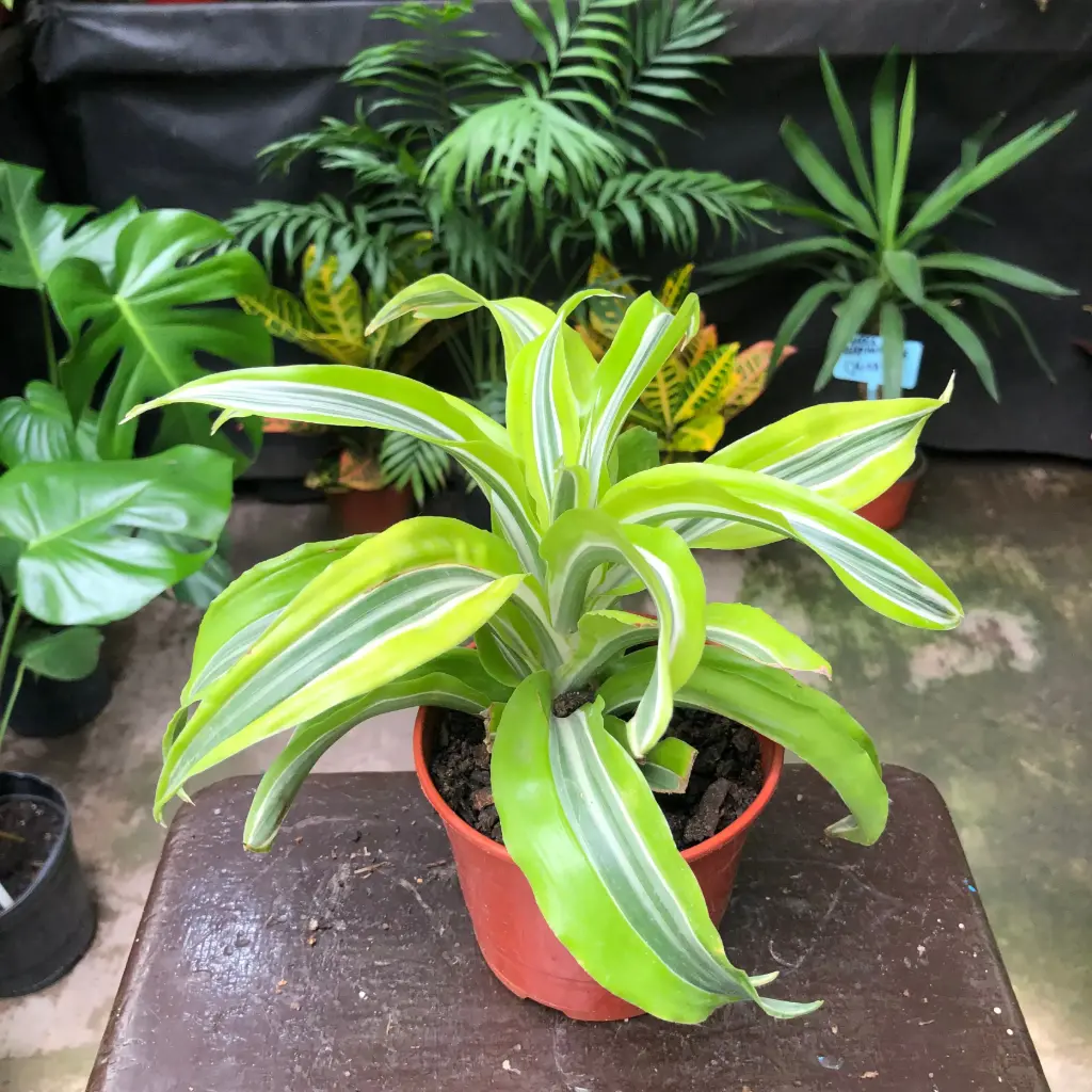 Dracaena Warneckii compacto lemon