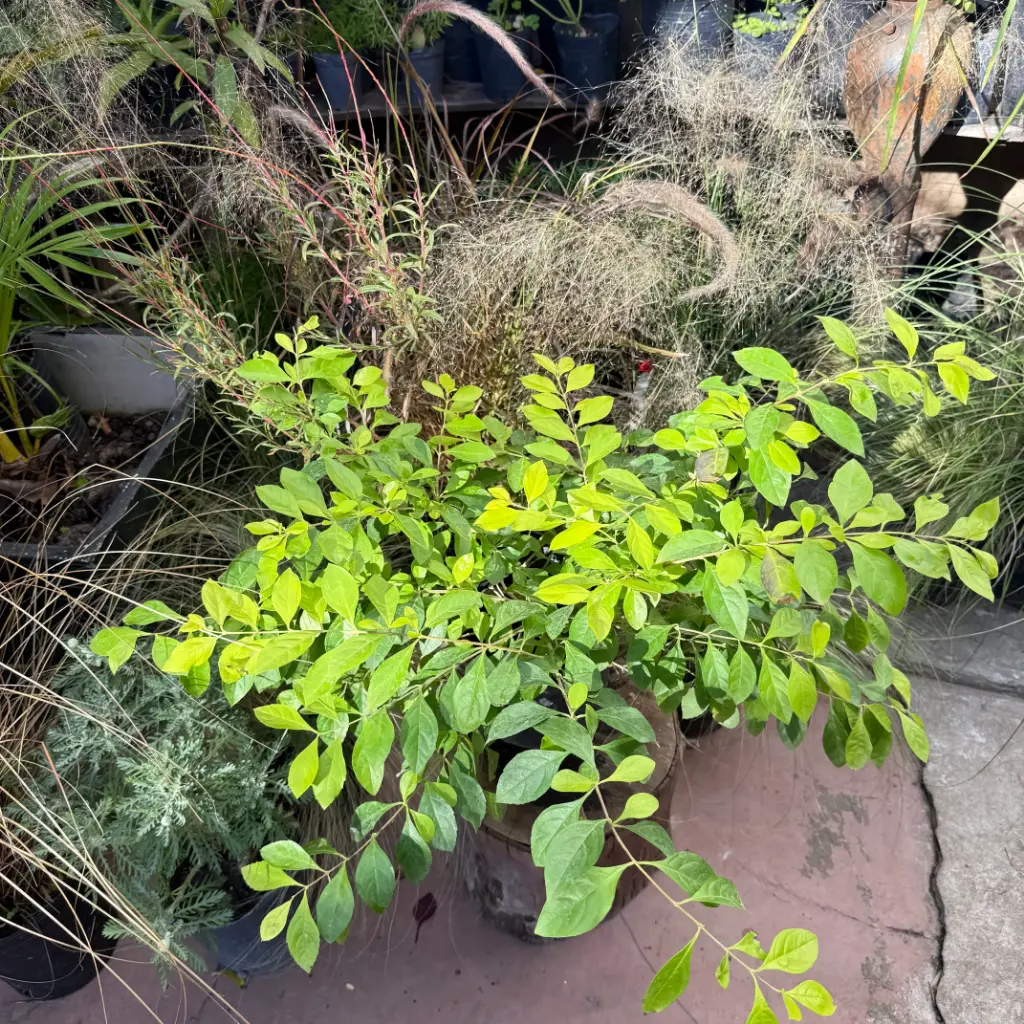 Duranta Repens Aurea "Duranta aurea"