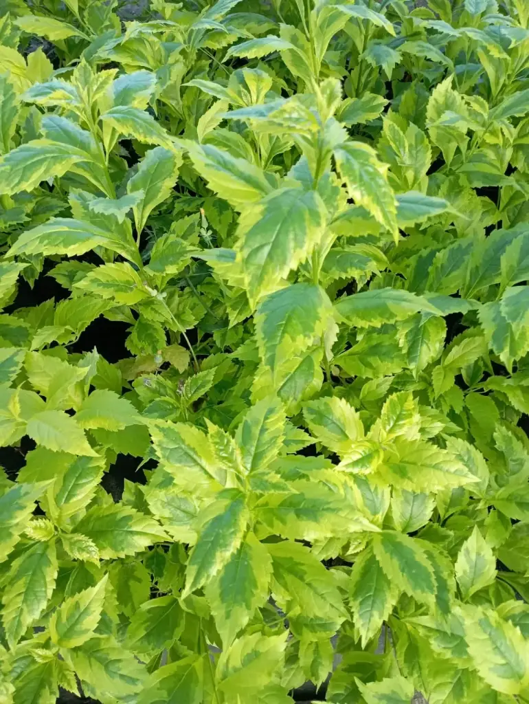 Duranta erecta 'gold edge' "Duranta Golden"