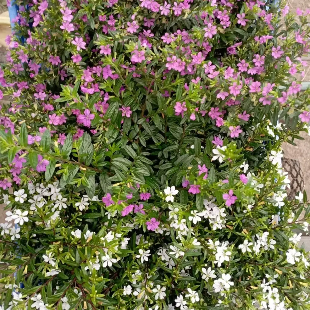 Cuphea hyssopifolia "Erica"