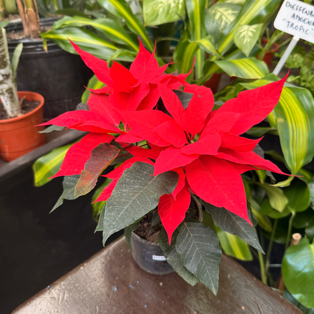 Euphorbia pulcherrima "Estrella federal" chica