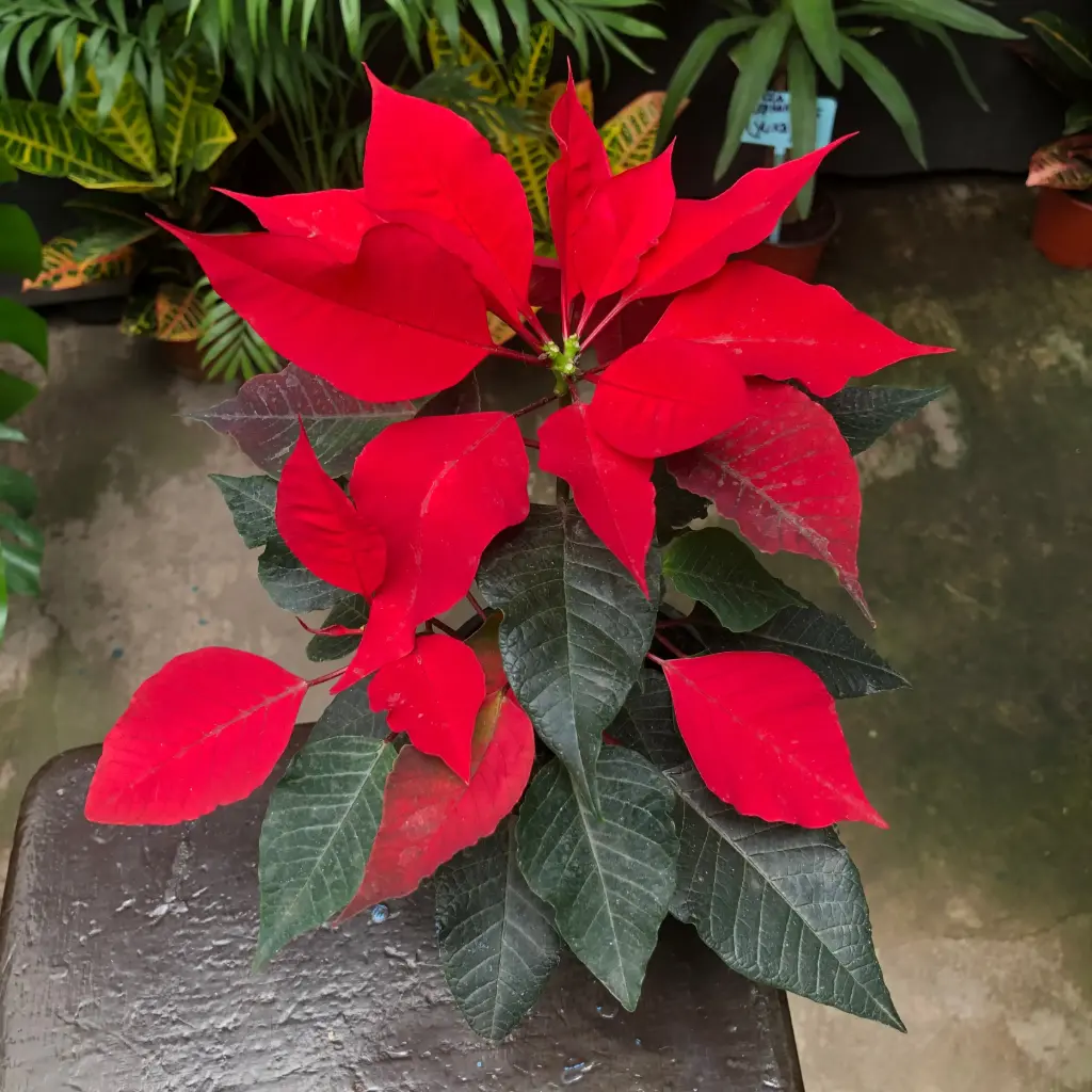 Euphorbia pulcherrima "Estrella federal" grande