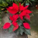 Euphorbia pulcherrima "Estrella federal" grande