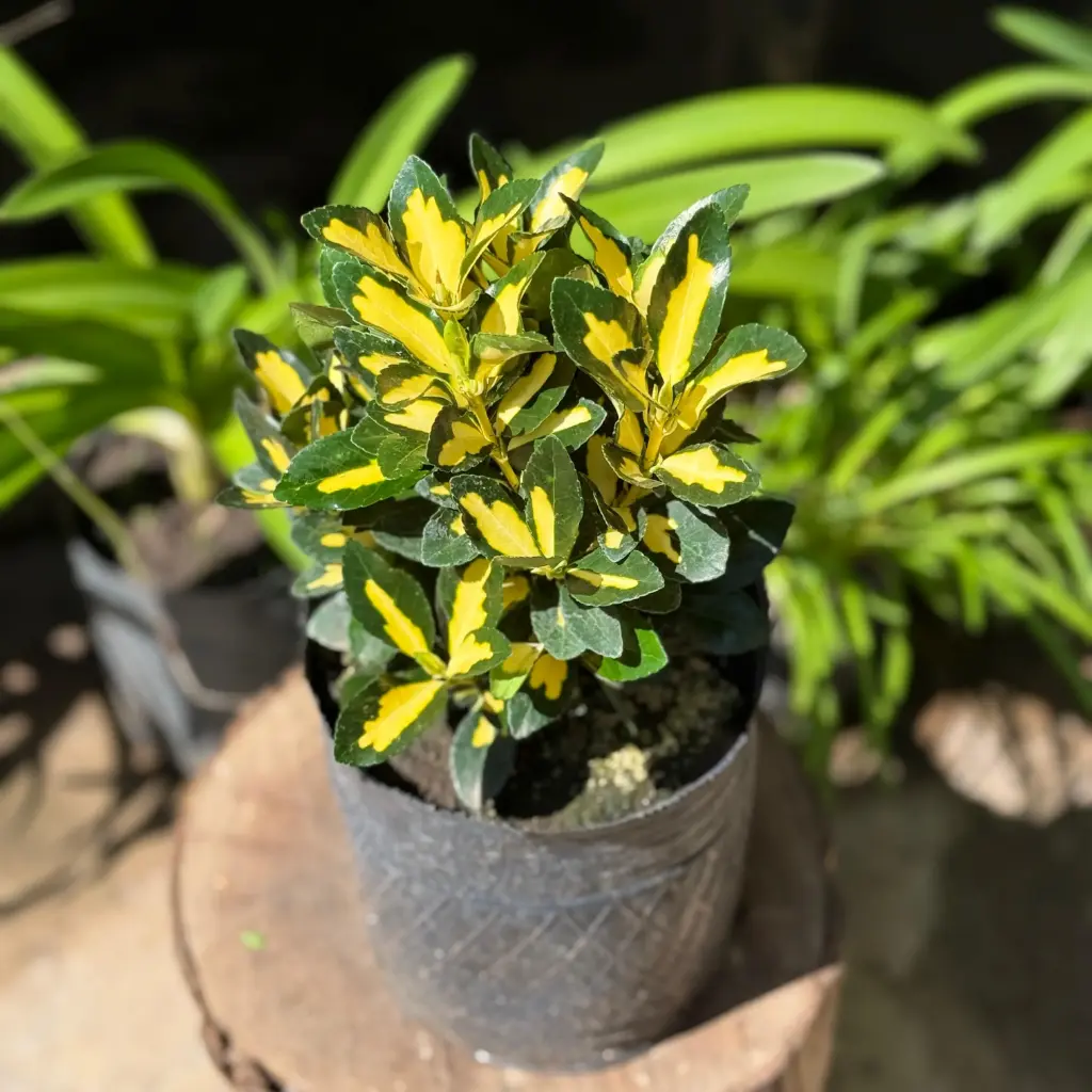 Euonymus "Evonimo"