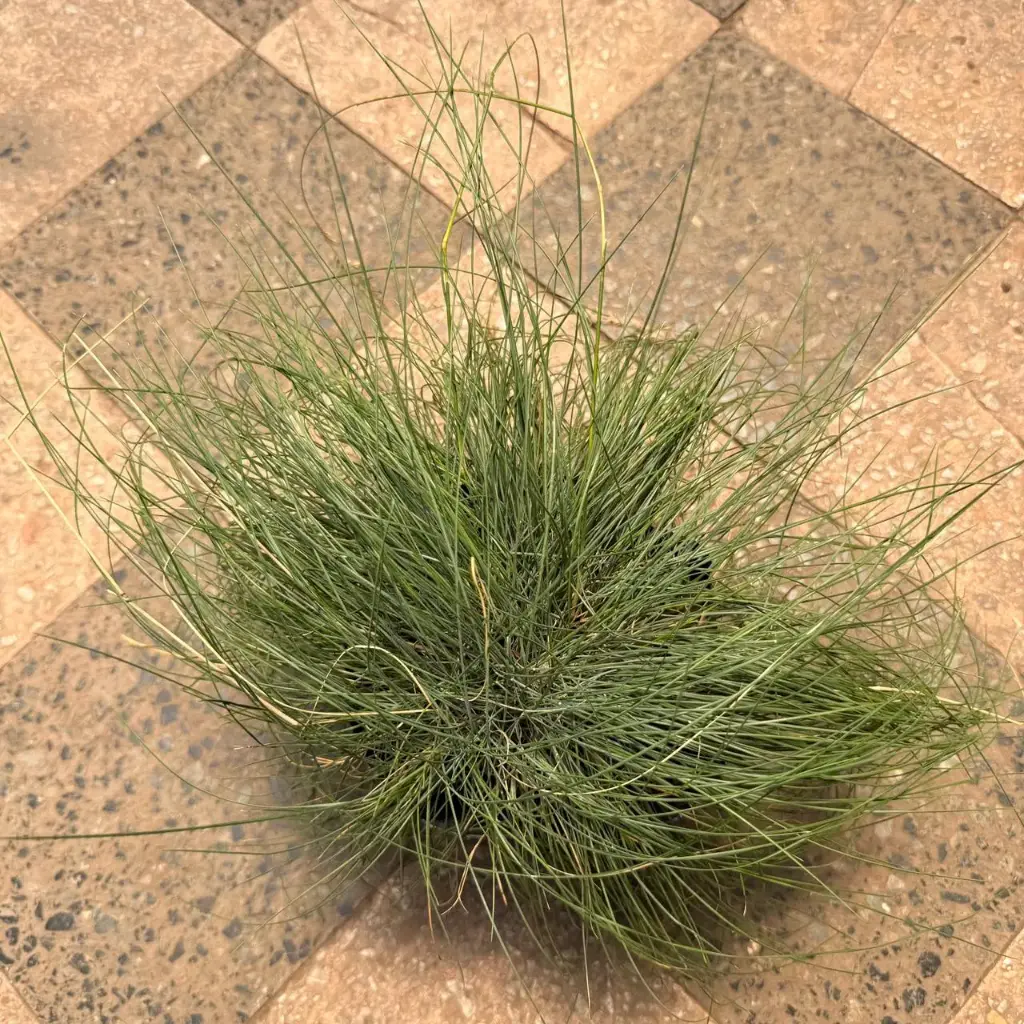 Festuca glauca grande