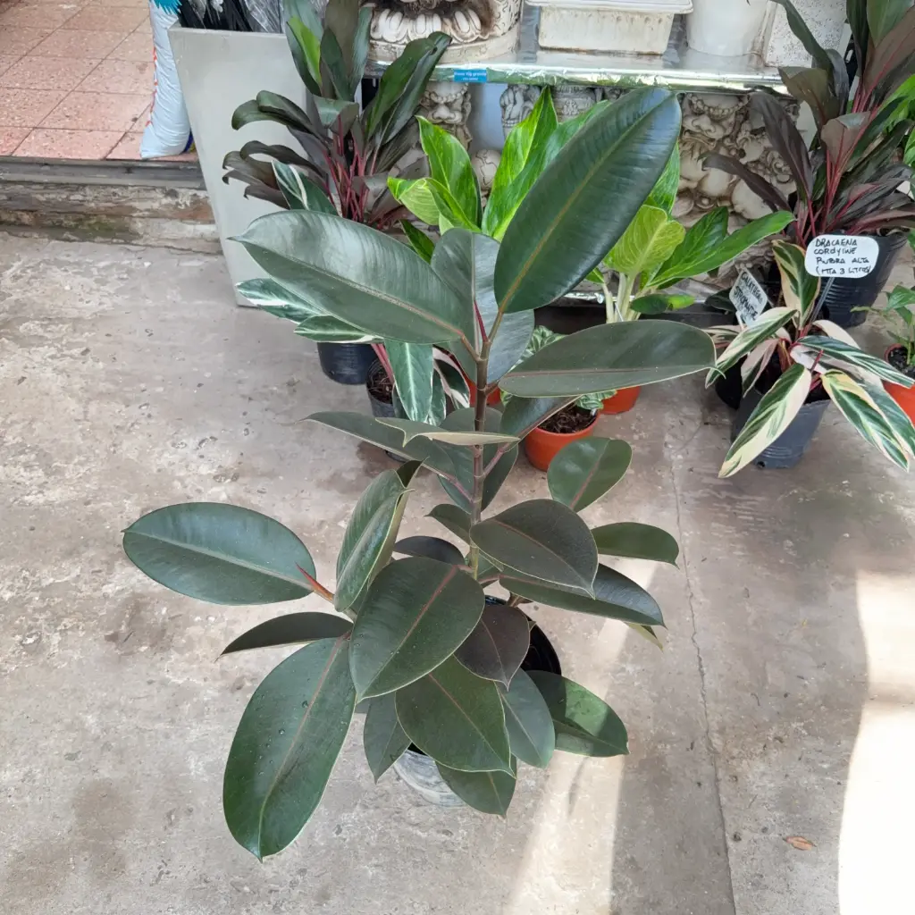 Ficus cabernet "Gomero" grande