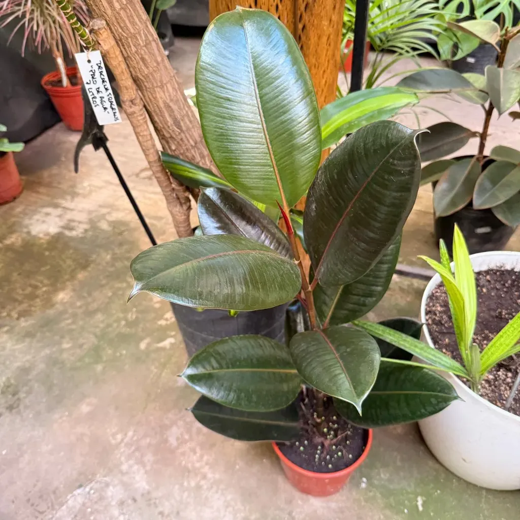 Ficus cabernet "Gomero cabernet" chico