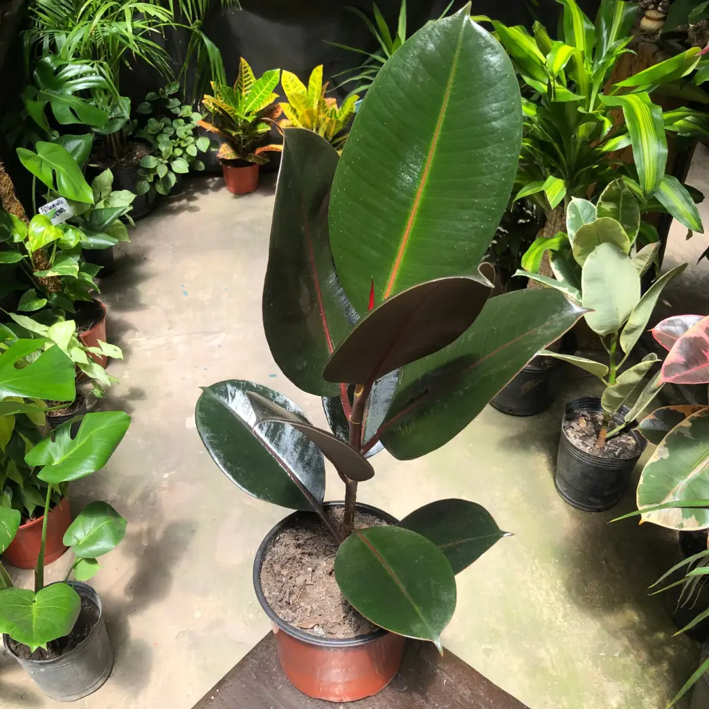 Ficus cabernet "Gomero" chico