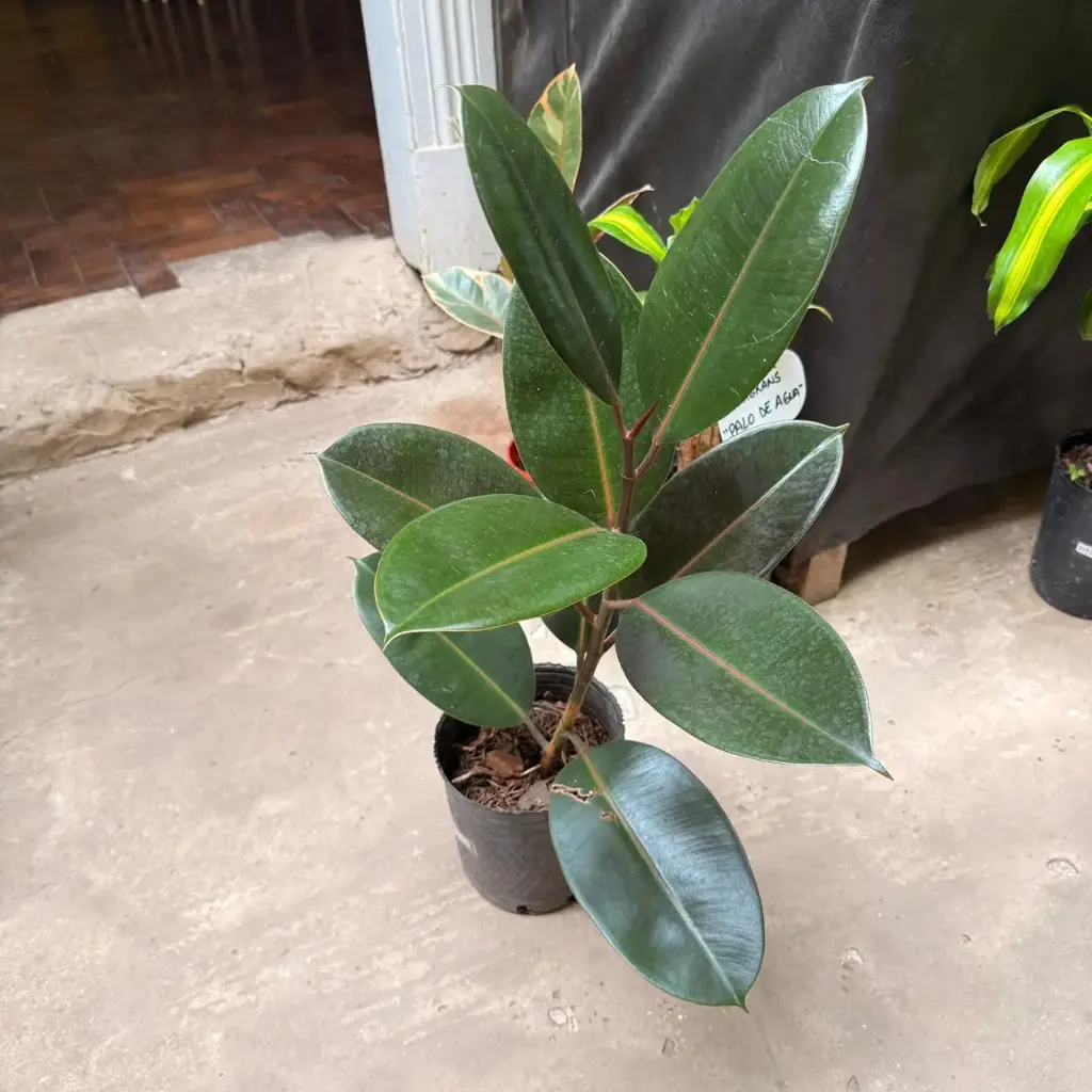 Ficus cabernet "Gomero" chico