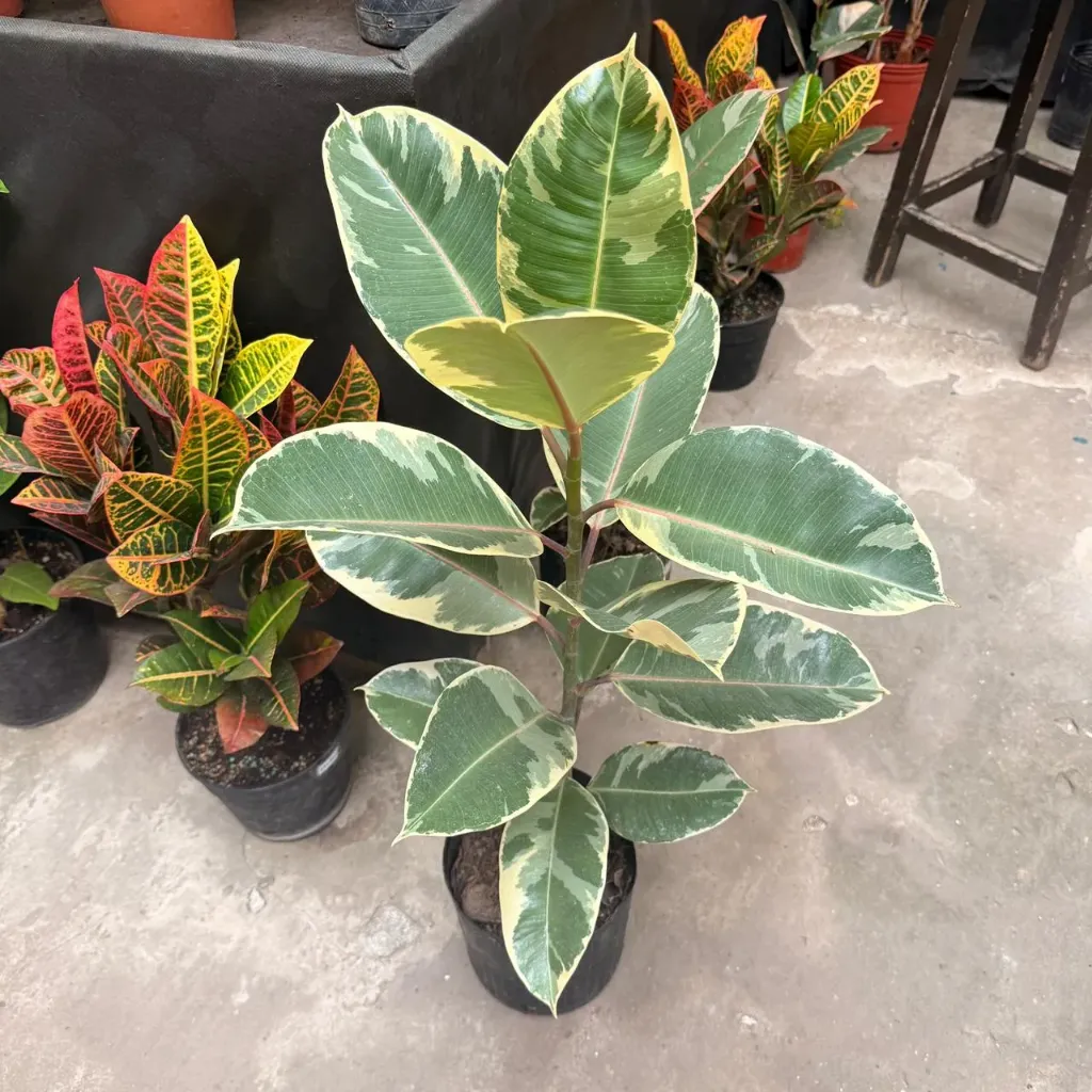 Ficus Elástica "Gomero disciplinado" grande