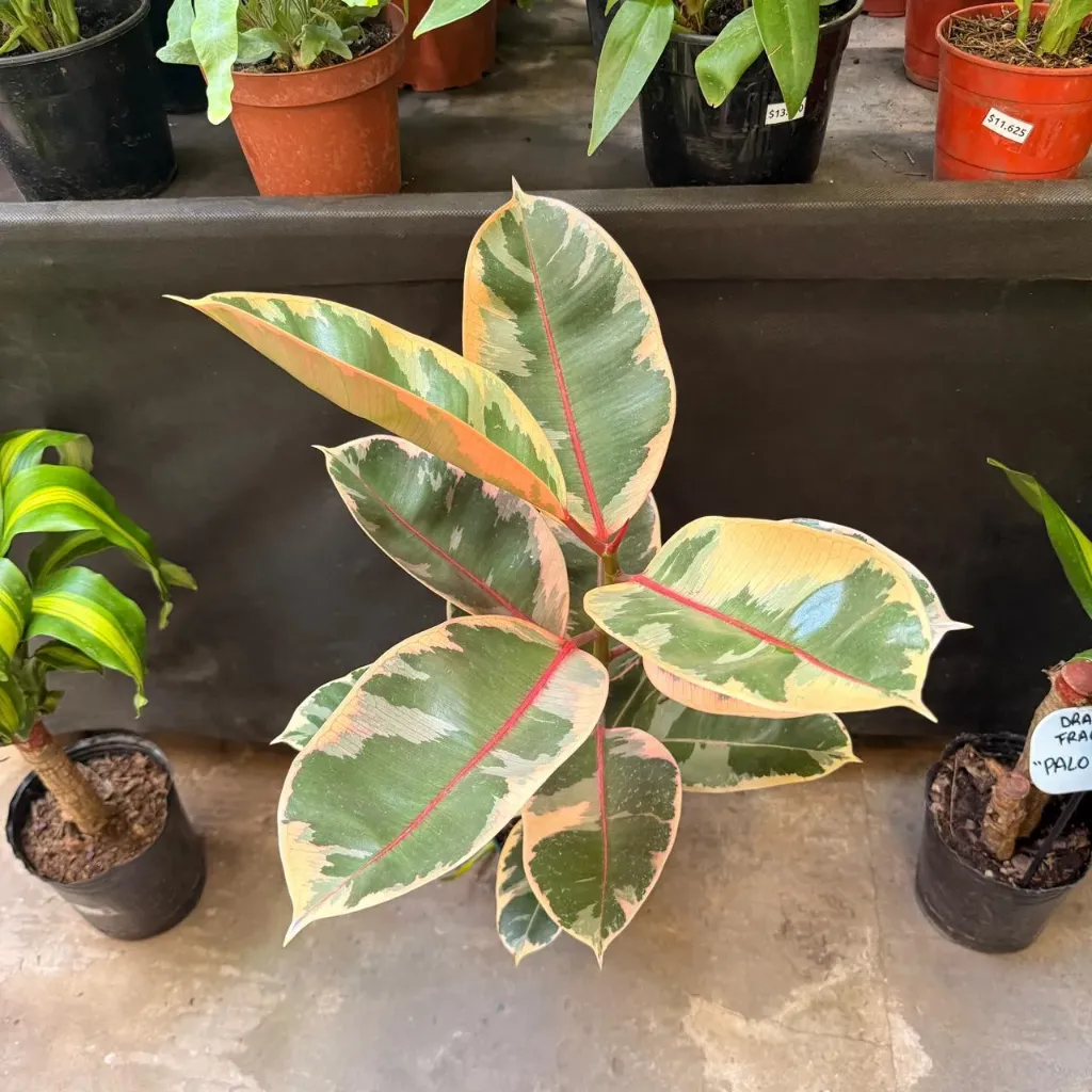 Ficus Elástica Ruby "Gomero rosado" Mediano