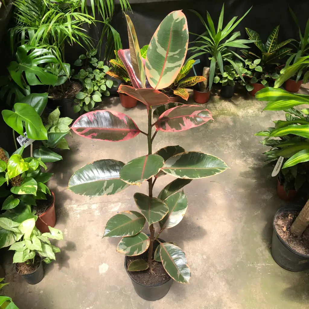 Ficus Elástica Ruby "Gomero rosado" grande