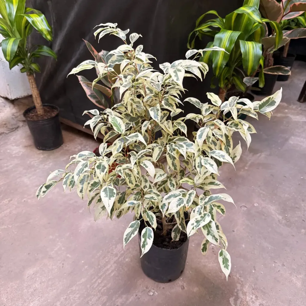 Ficus benjamina 'Starlight' "Ficus blanco" mediano