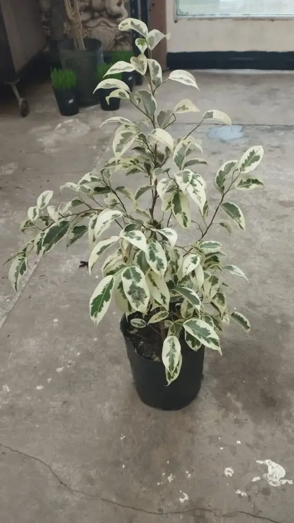 Ficus blanco Maceta 3 litros