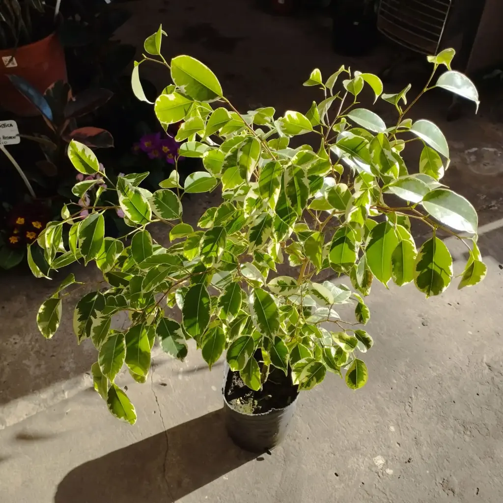 Ficus benjamina "Ficus disciplinado"