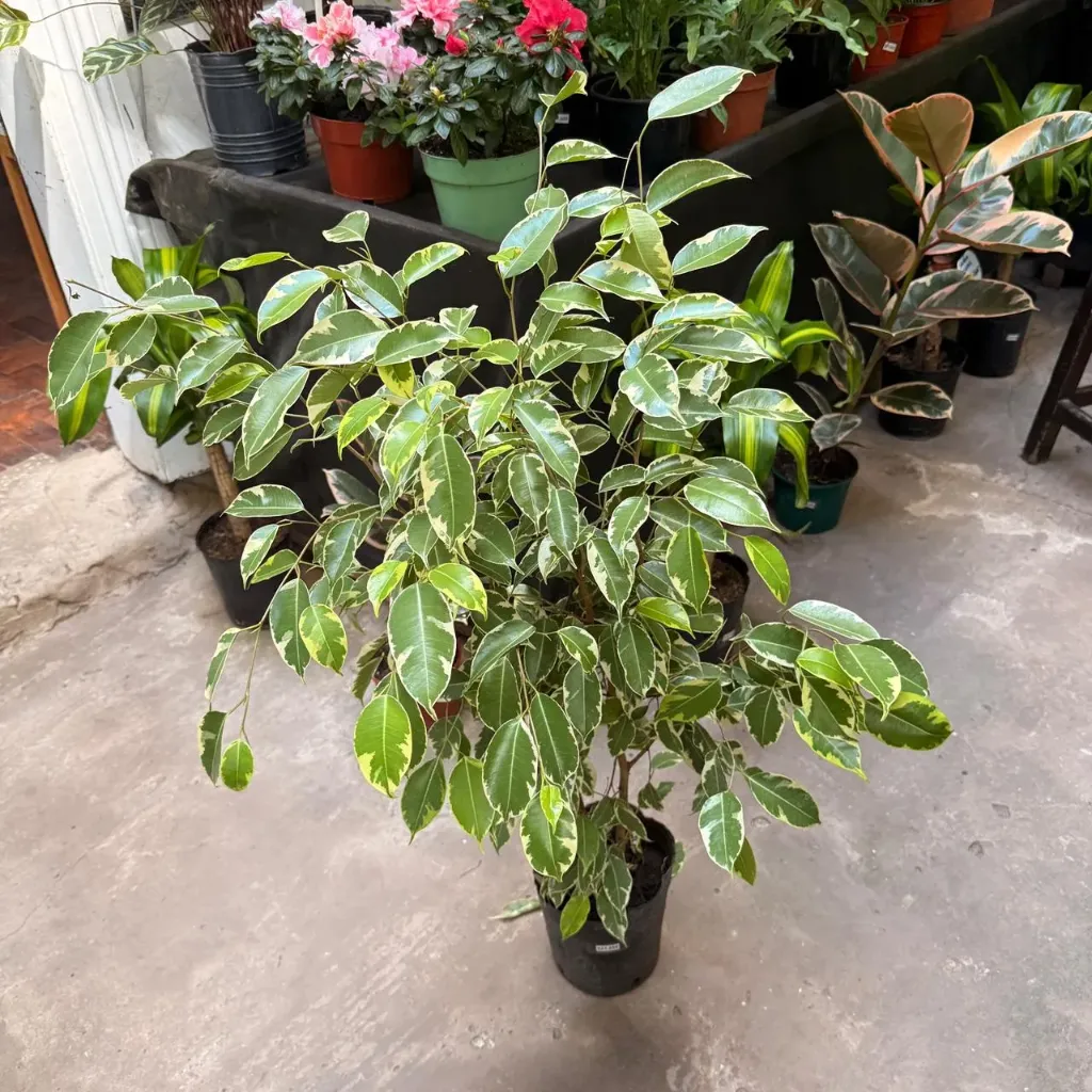 Ficus benjamina "Ficus disciplinado"