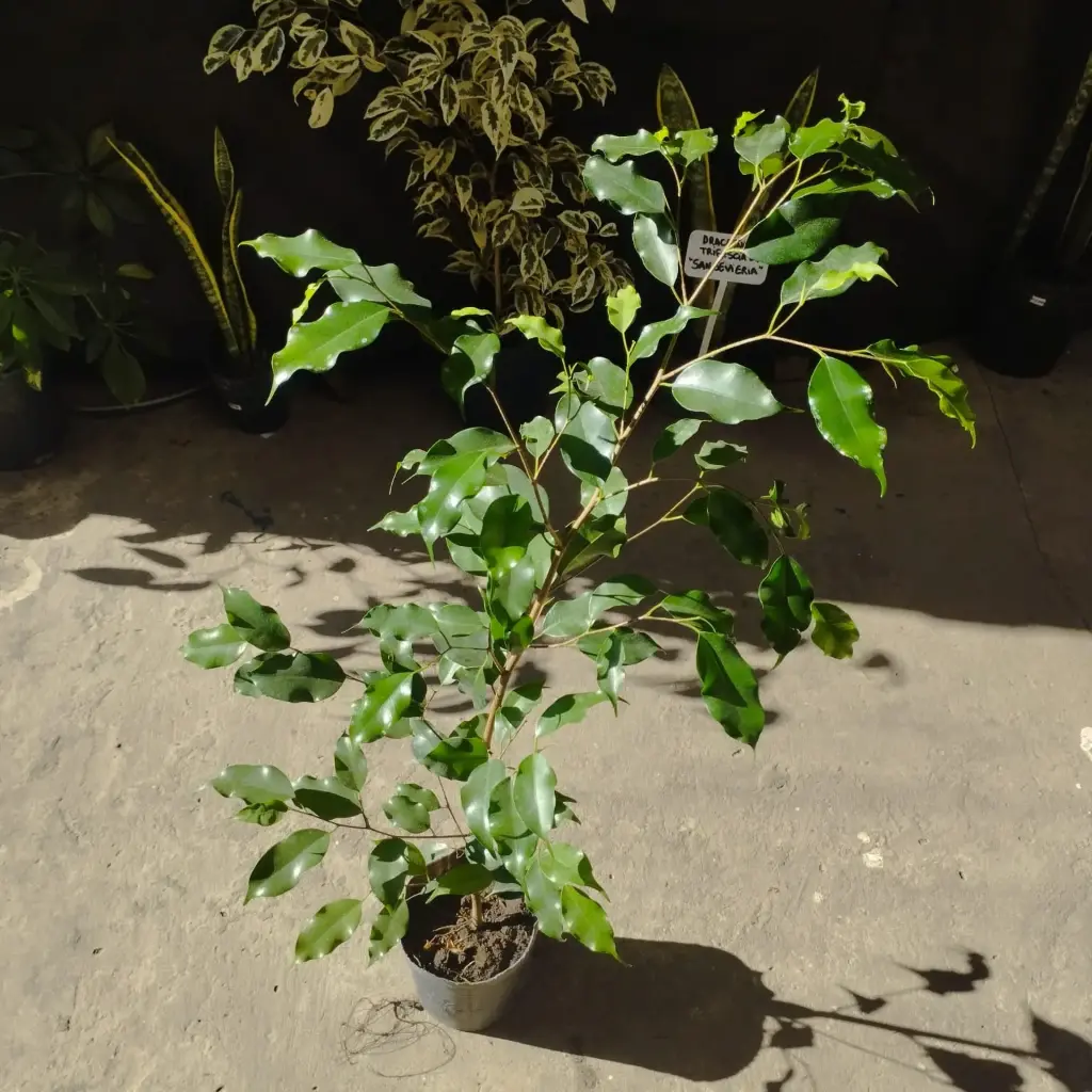 Ficus Benjaminja "Ficus verde" mediano 