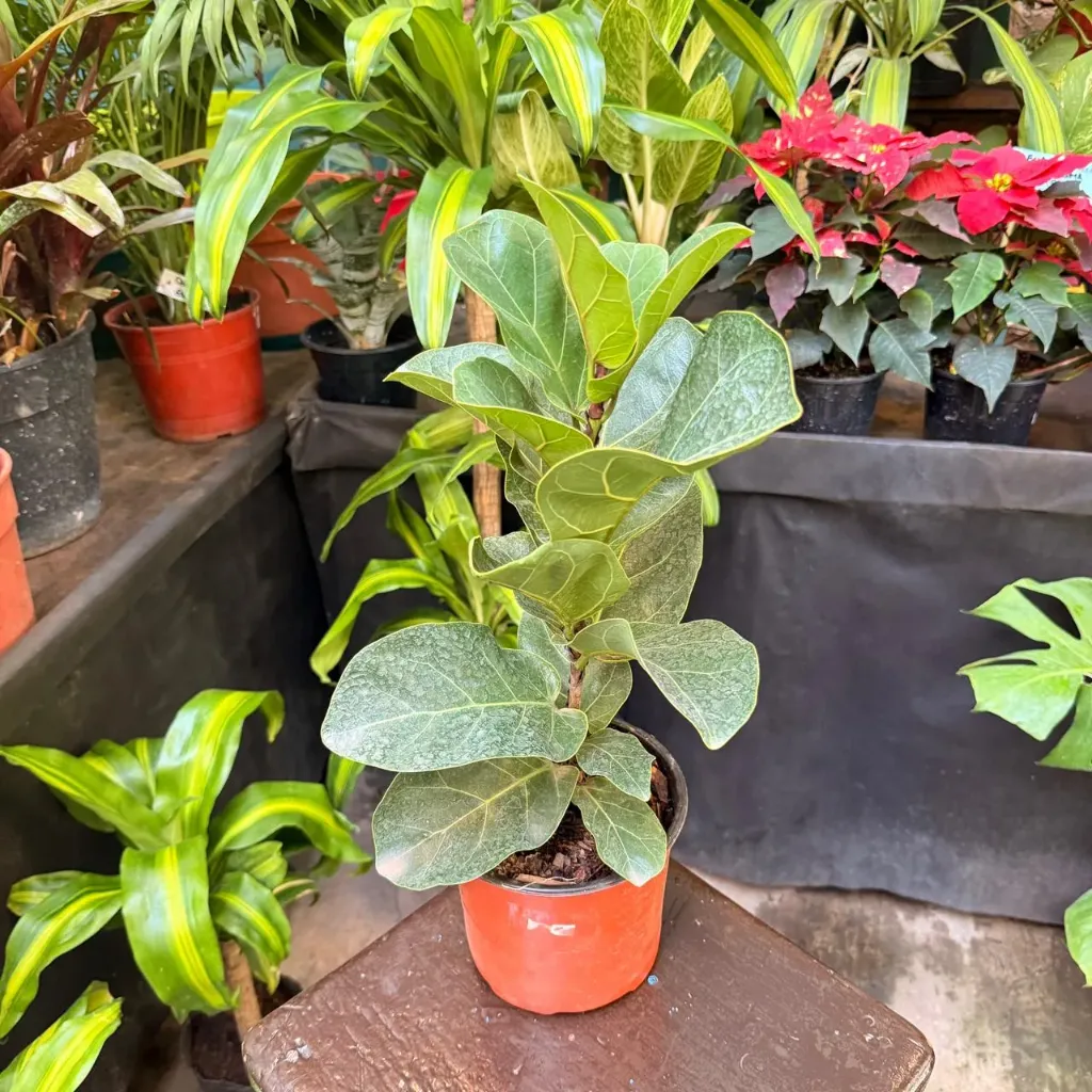 Ficus lyrata "Pandurata" chico