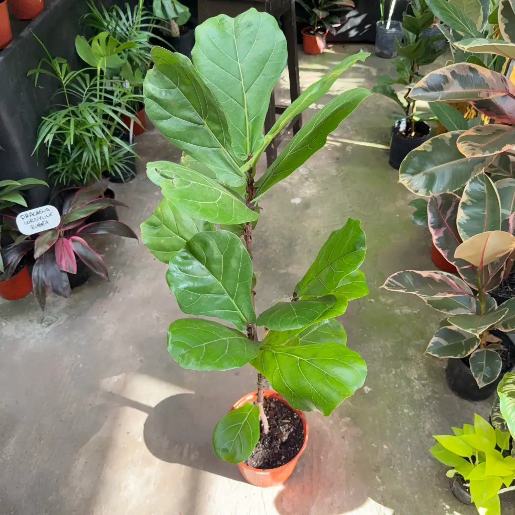 Ficus pandurata "Ficus lyrata" mediano