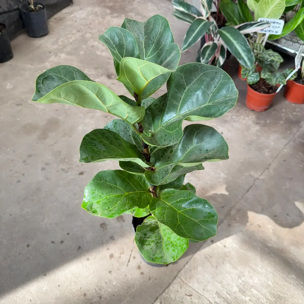Ficus lyrata "Pandurata" grande