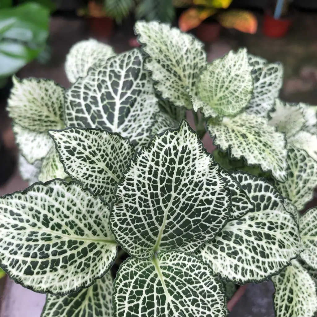 Fittonia Maceta N°11