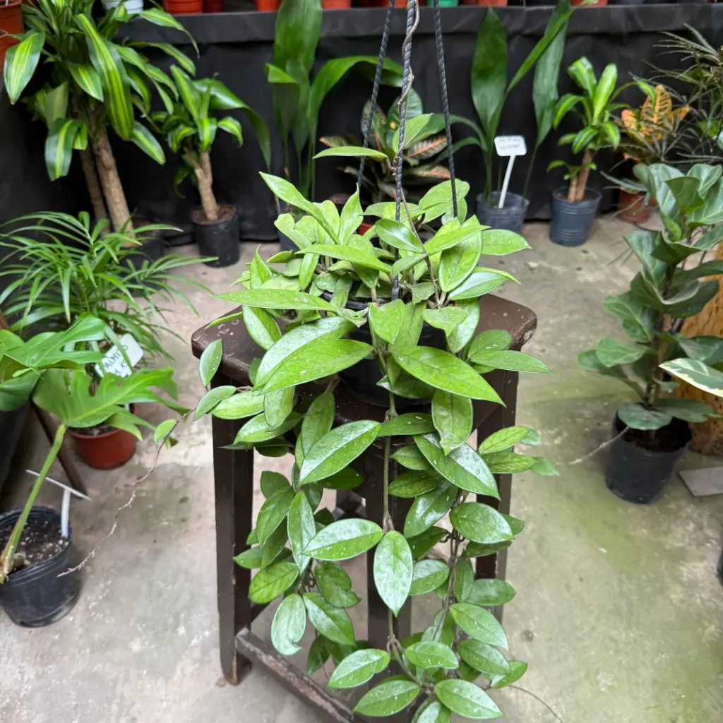 Flor de Nacar "Hoya carnosa" 