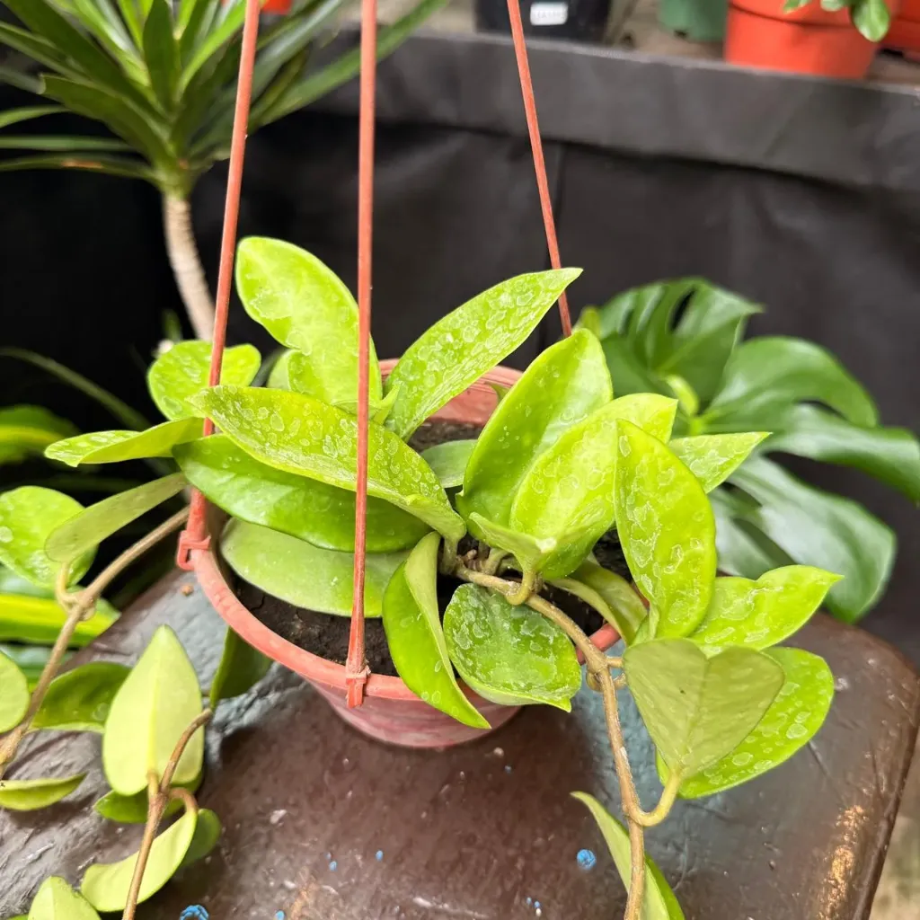 Flor de Nacar "Hoya carnosa" 