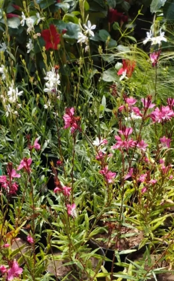 Gaura