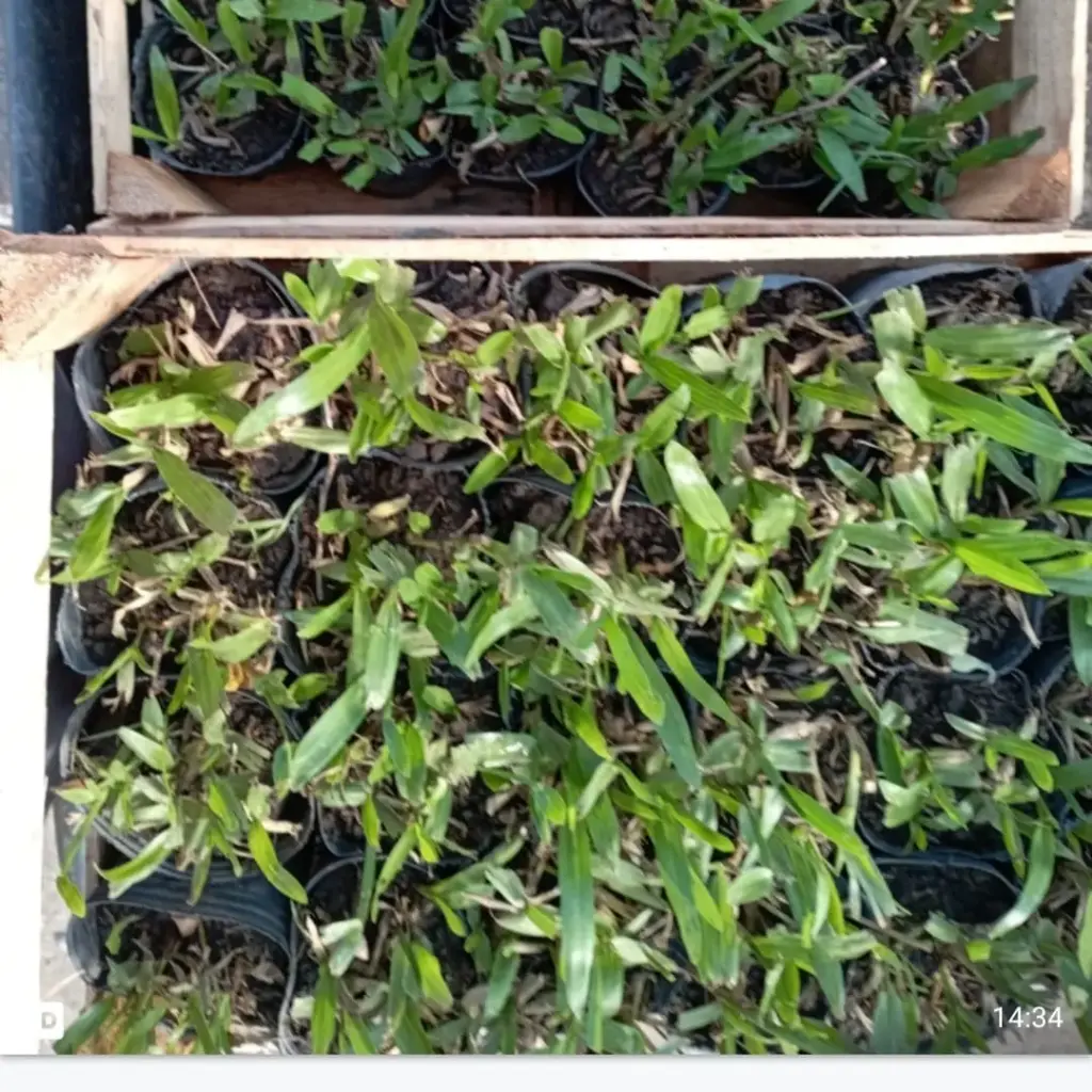 Axonopus compressus "Grama bahiana" plantín